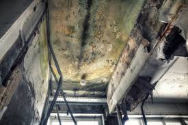 Why You Should Choose Our Mold Remediation Services in Littleton, CO